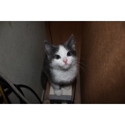 Приучи котенка к туалету