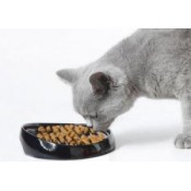 Корма для кошек