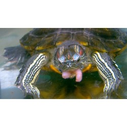 Корма для черепах