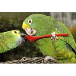 Корма для птиц