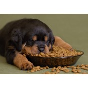 Корма для собак